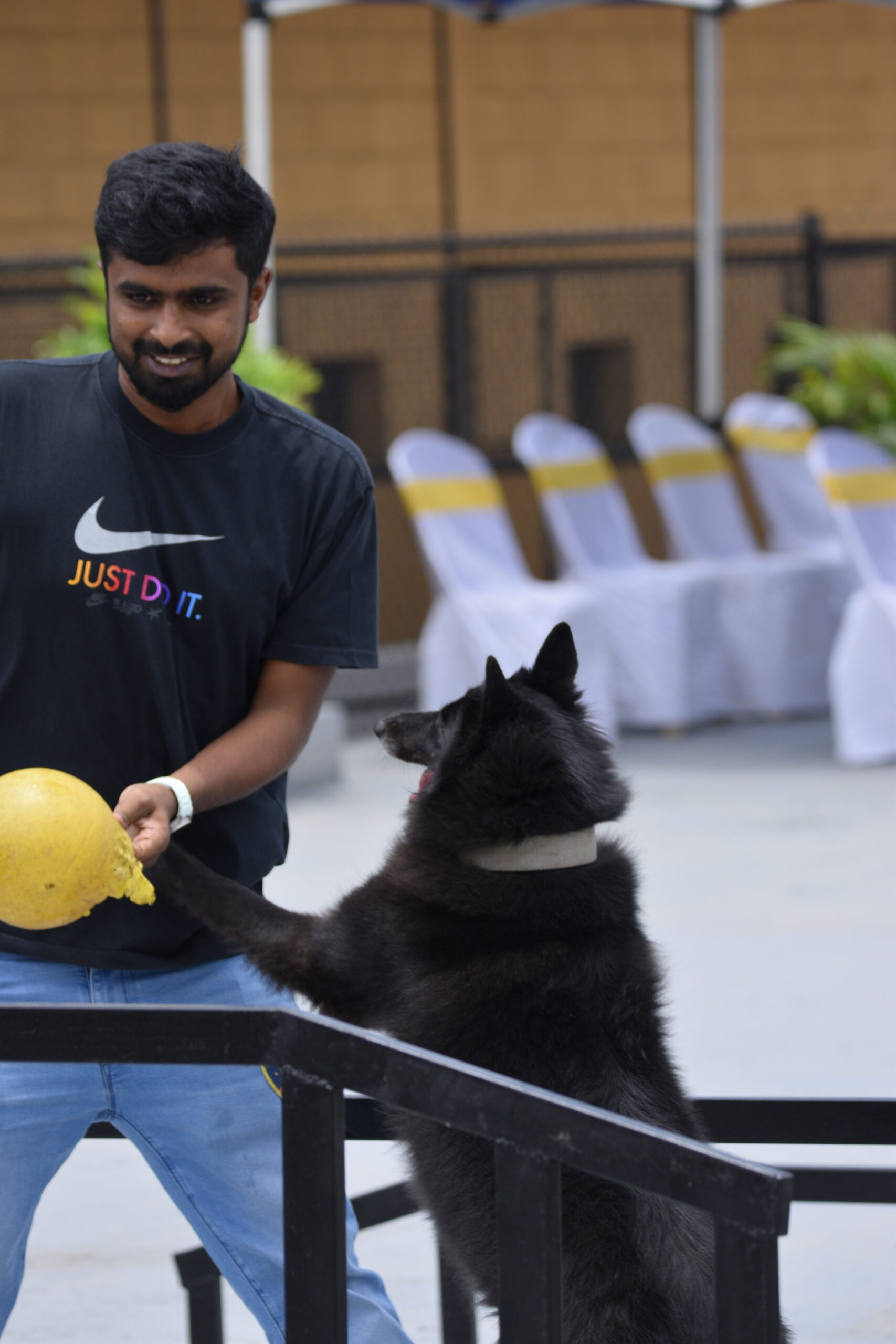 dog training near me