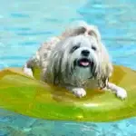 Pet Swimming near me