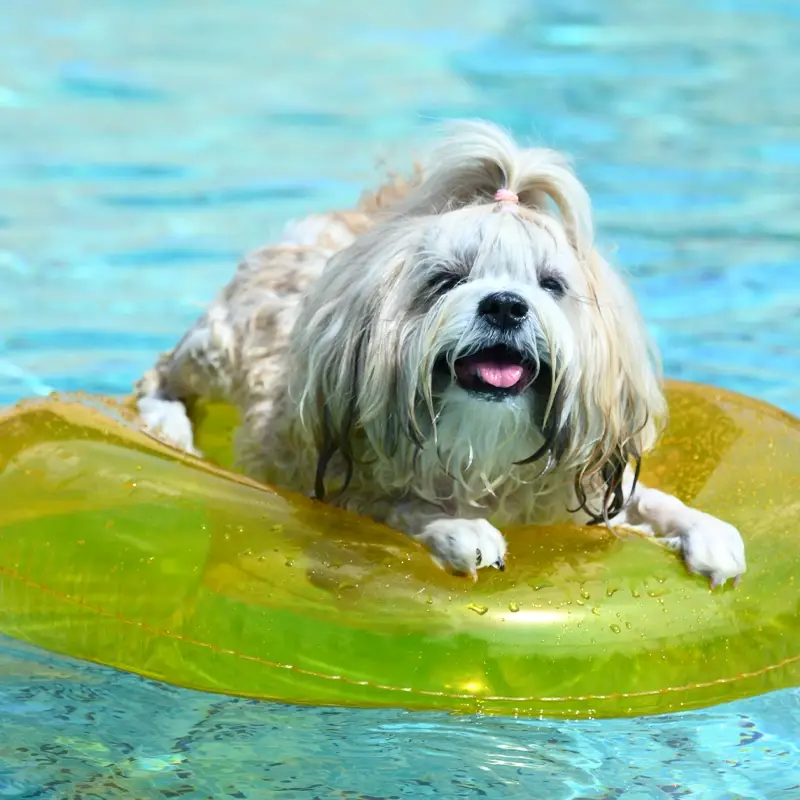 Pet Swimming near me