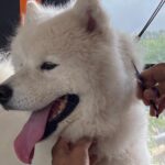 pet grooming near me