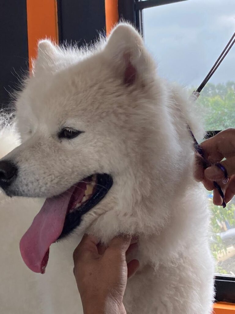 Grooming is Essential for Pets: Health, Hygiene & Happiness