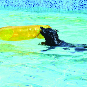Pet Swimming