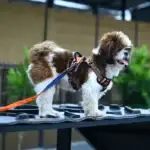 pet play area near me