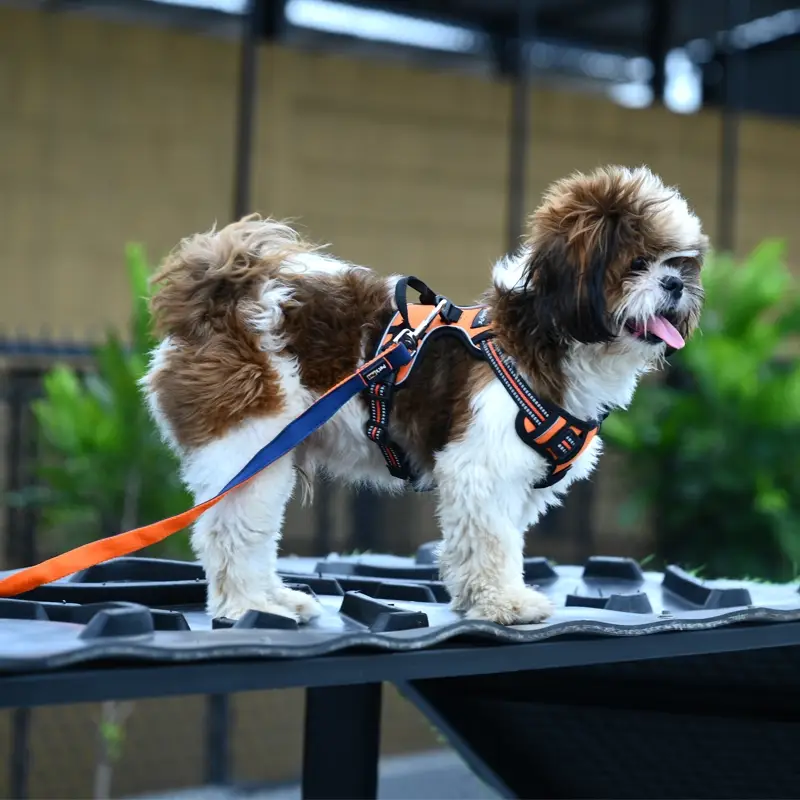 pet play area near me