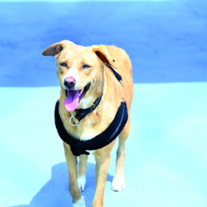 pet training near me