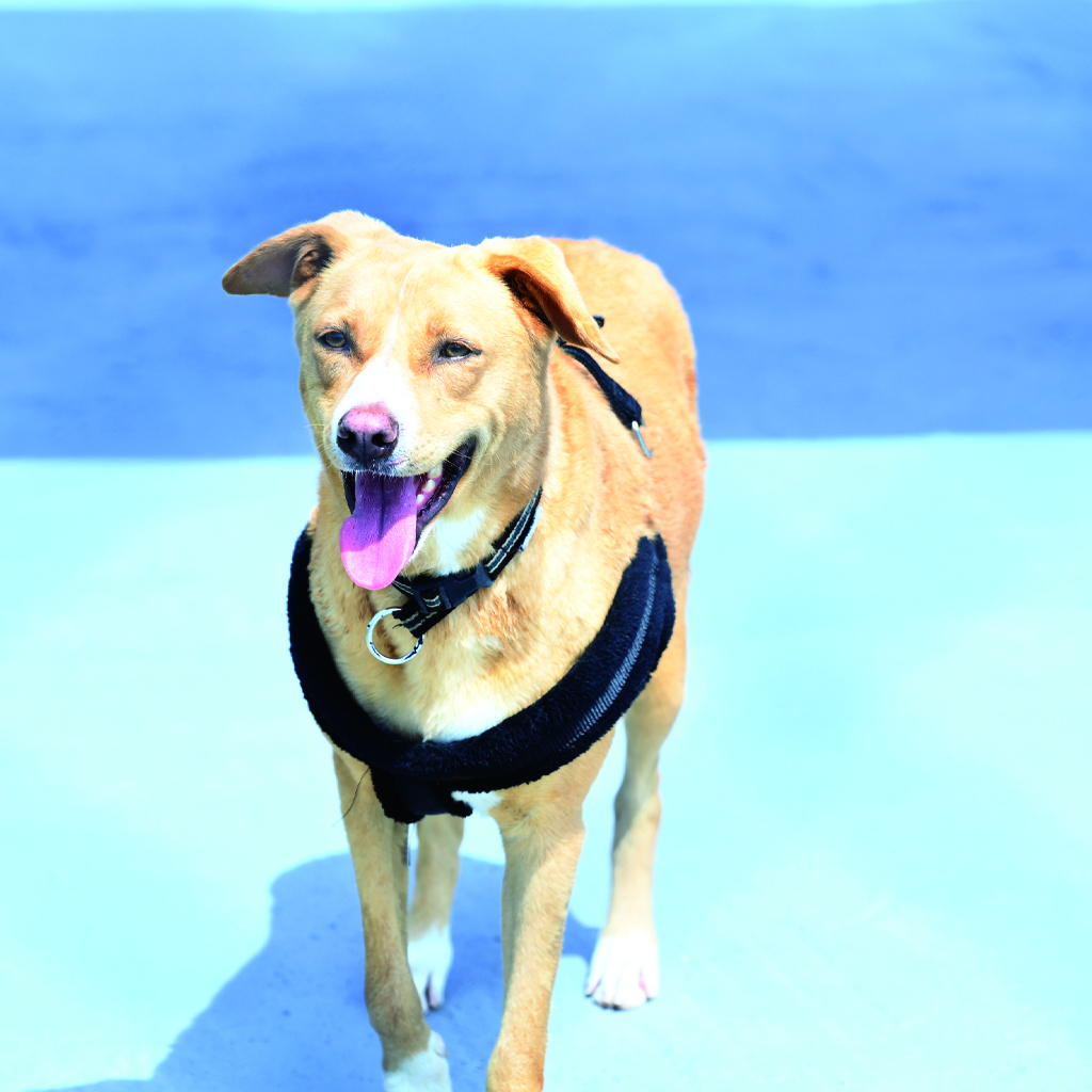 pet training near me