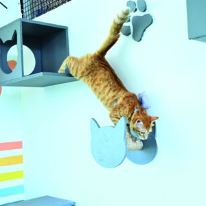 cat play area near me