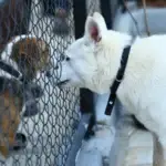 Dog Boarding near me