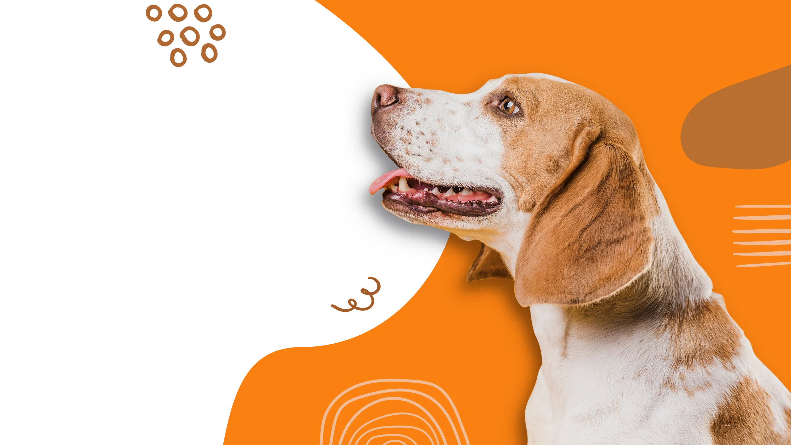 dog boarding near me