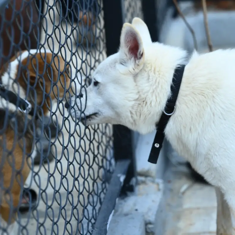 Dog Boarding near me