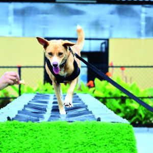 dog play area near me
