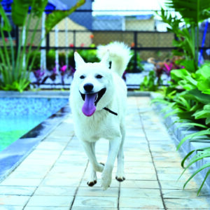 pet pool near me